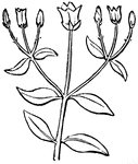 Diagram of opposite-leaved plant with a cyne of three flowers; <em>a</em> the first flower, of the main axis: <em>b b</em>, those of branches. Flowers of the third order.