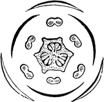 Diagram of flower of Trillium. In this, as in all such diagrams of cross-section of blossoms, the parts of the outer circle represent the calyx; the next, corolla; within, stames (here in two circles of three each, and the cross-section is through the anthers); in the centre, section of three ovaries joined into a compound one of three cells.