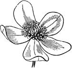 Flower of Anemone Pennsylvanica; apetalous, hermaphrodite