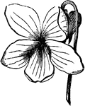 Flower of a Violet