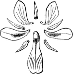 Its calyx and corolla displayed: the five smaller parts are the sepals; the five intervening larger ones are the petals.