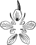 Its calyx and corolla displayed; the five large parts are the sepals; the four smaller, of two shapes, are the petals; the place of the fifth petal is vacant.