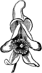 Flower of a Monkshood