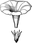 Funnelform corolla of a common Morning Glory, detached from its polysepalous calyx.