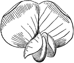 Front view of a papilionaceous corolla.