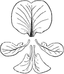 View of a papilionaceous corolla, displaying <em>s</em>, Standard or Vexilluml <em>w</em>, wings, or Alae; <em>k</em>, Keel, or Carina.