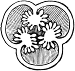 Cross section of an ovary of Hypericum graveolens with the placentae now separate and rounded.