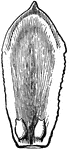 One of the scales or carpels of the American Arbor-Vitae, the inside exposed to view, showing a pair of ovules on its base.