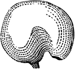 Campylotropous ovule of a Chickweed: <em>c</em>, hilum and chalaza: <em>f</em>, orifice.