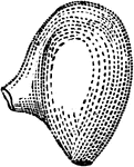 Amphitropous ovule of Mallow: <em>f</em>, orifice; <em>h</em>, hilum; <em>r</em>, rhaphe; <em>c</em>, chalaza.