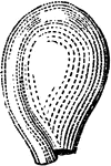 Anatropous ovule of a Violet