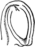 Longitudinal section of a completely anatropous ovule.