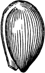Seed of a Violet (anatropous): <em>a</em>, hilum; <em>b</em>, rhaphe; <em>c</em>, chalaza.