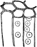 Separate whole wood-cell with both sections repesented: <em>a</em>, disks in section, <em>b</em>, in face.