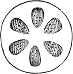 Diagram of a cross section of a very young exogenous stem, showing six woody bundles or wedges.