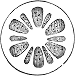 Diagram of a cross section of a very young exogenous stem, showing twelve woody bundles or wedges.
