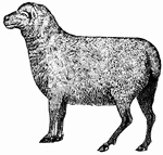 Sheep are raised for their wool.