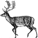 The fallow deer may easily be known from the stag by its smaller size and flat horns, and the white spots that cover the body, (Wood, 1896).