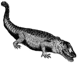 The body of the crocodile is covered with thick horny scales, so strong that they can resist the blow of a sword or the thrust of a spear, (Wood, 1896).