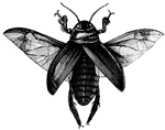 Beetles have two pair of wings with the first pair being hard and horny, (Wood, 1896). (Wood, 1896).