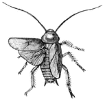 We are not, as a rule, very fond of cockroaches, and do all we can to get rid of them,(Wood, 1896).
