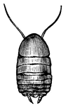 We are not, as a rule, very fond of cockroaches, and do all we can to get rid of them,(Wood, 1896).
