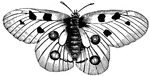 Unlike moths, butterflies have knobs at the tips of their antennae.