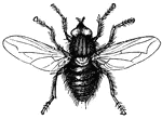 The fly has one pair of wings and sucking mouth parts.