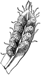 One of the lobes of its fruit-bearing portion, bearing two rows of spore-cases.