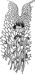 A young prothallus of a Maiden-hair, middle portion of the younger one, partly among the rootlets, the antheridia or fertilizing organs, and above, near the notch, three pistillidia to be fertilized.