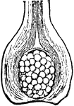 Section of a spore-case containing macrospores