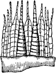 Mnium cuspidatum, some of the outer and of the inner peristome (consisting of jointed teeth).