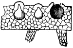 Section of a part of the front, showing two immersed spore-cases, and one emptied space.