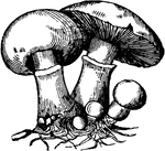 Agaricus campestris, the common edible Mushroom.