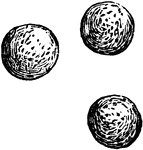 An image of spores.