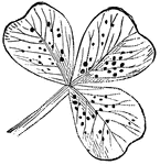 Hyphomycetes on a clover.