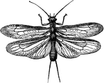 The stone-fly