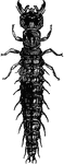 Larva of the dobson.