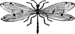 A Myrmeleo adult fly, of the family Myrmeleonidae.