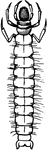A caddice-fly larva.