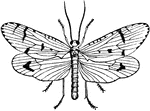 An adult caddice-fly