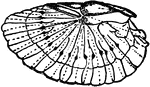 The wing of an ear-wig, showing the radiate type of pleating.