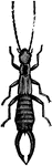 The male forficula taeniata.