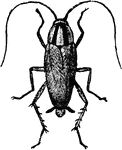 The Croton Bug, adult.