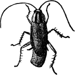 The Croton Bug, adult.