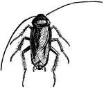 The Oriental Roach, male.