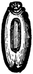 Diapheromera femorata- an egg.