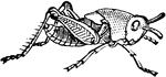 Chortophaga Viridifascia- the larva.