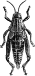 Brachystola magna type