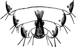 A detailed view of the back of the hog-louse of the Hermatopinus urius species.